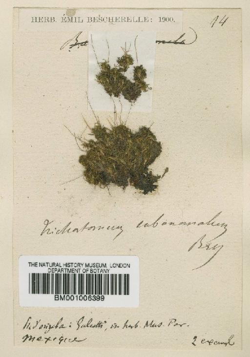 Timmiella anomola (Bruch & Schimp.) Limpr - BM001006399