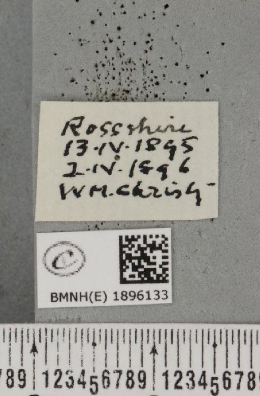 Lycia lapponaria scotica (Harrison, 1916) - BMNHE_1896133_label_459053