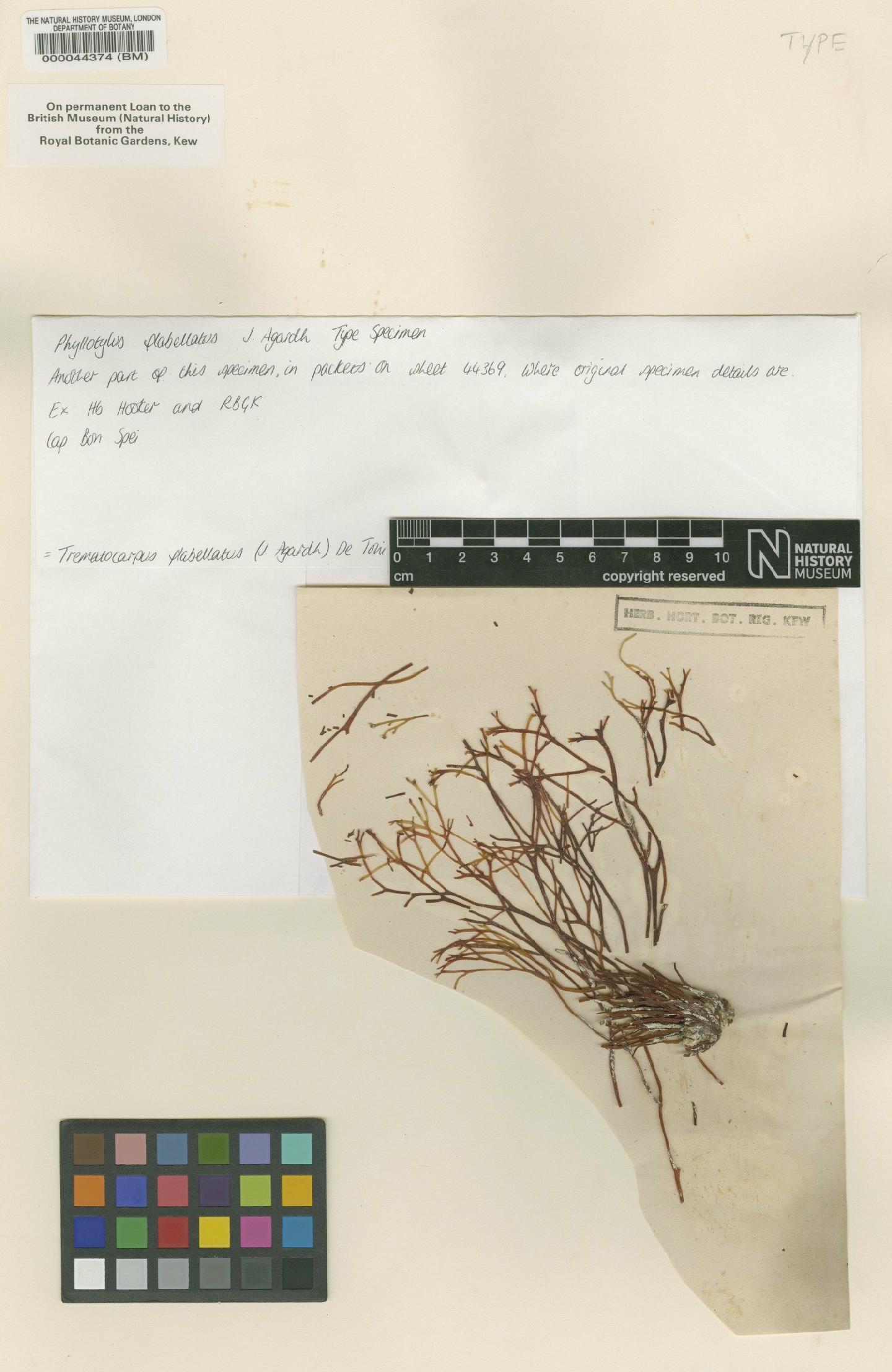 To NHMUK collection (Trematocarpus flabellatus (J.Agardh) De Toni; Type; NHMUK:ecatalogue:2391509)
