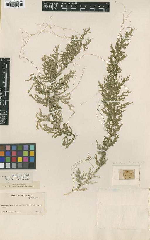 Selaginella idiospora Alston - BM000936501