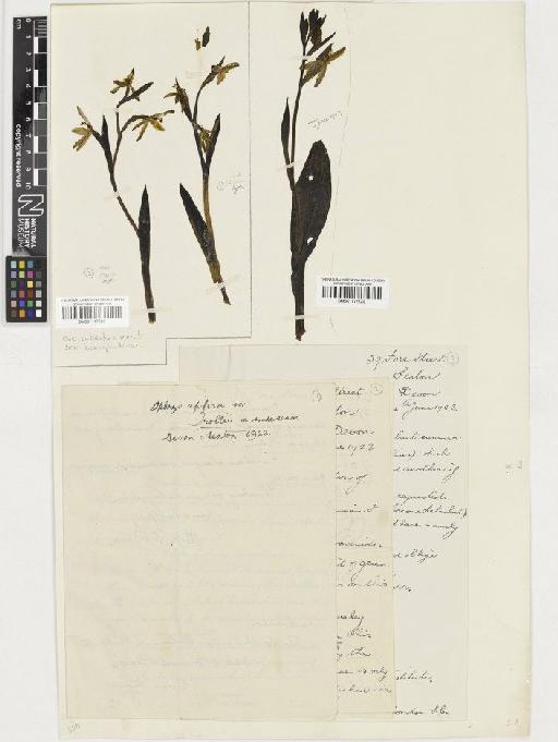 Ophrys apifera Huds. - BM001117220