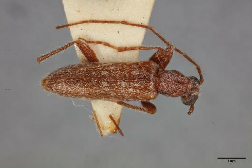 Setosicornia curacaoae Gilmour, 1968 - 014663463_dorsal_habitus