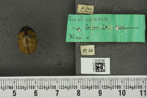 Leptinotarsa chalcospila Stål, 1858 - BMNHE_1315136_14943