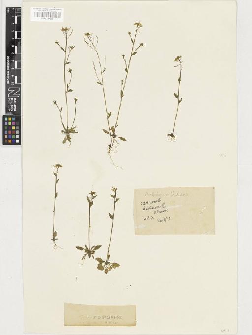 Arabidopsis thaliana (L.) Heynh. - BM001117527