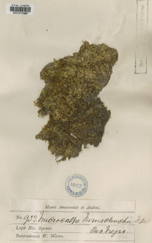 Trichosteleum ambiguum (Schwägr.) Paris - BM000723987