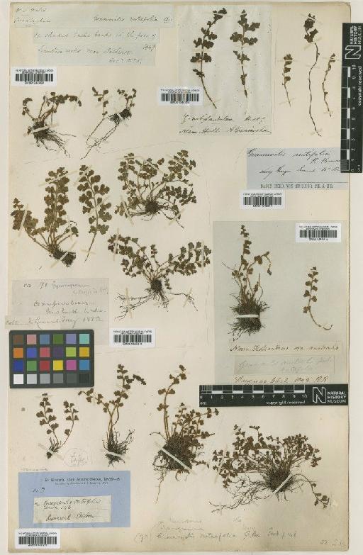 Pleurosorus rutifolius (R.Br.) Fée - BM001045310