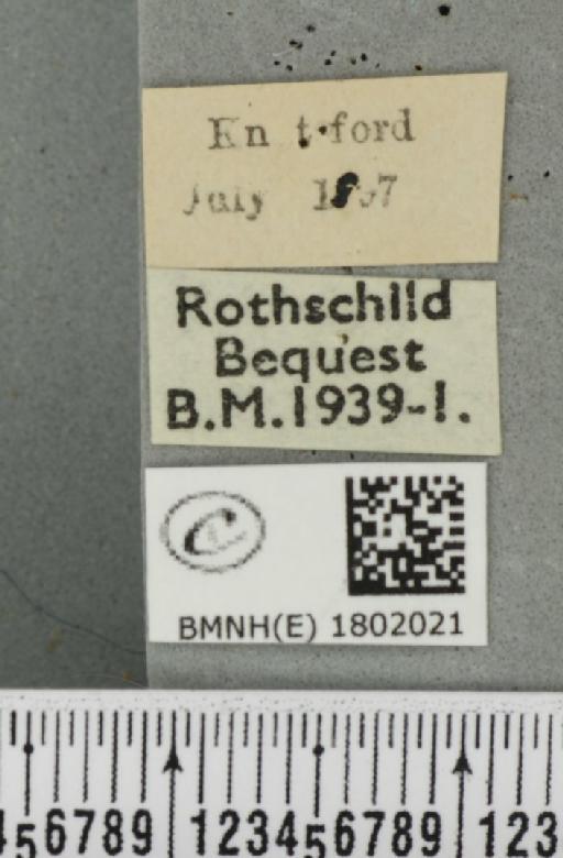 Pasiphila rectangulata ab. anthrax Dietze, 1910 - BMNHE_1802021_label_377950