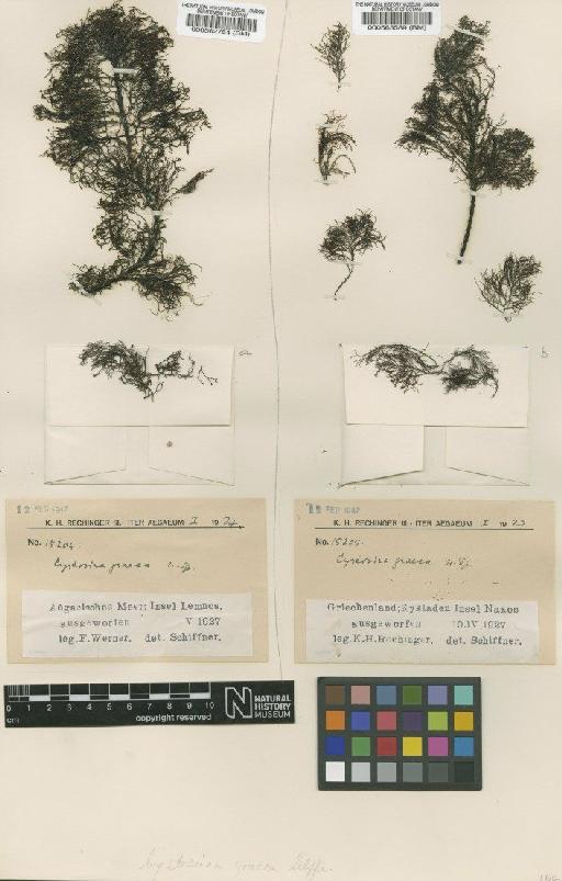 Cystoseira crinita (Desfontaines) Duby - BM000563589