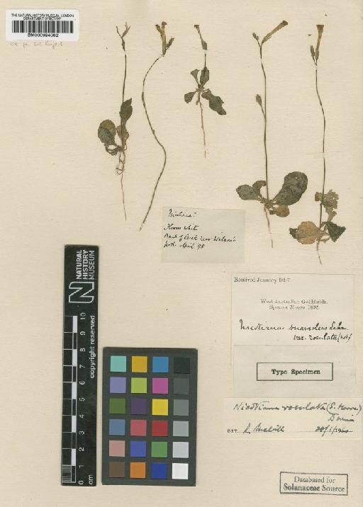 Nicotiana rosulata (S.Moore) Domin - BM000994062