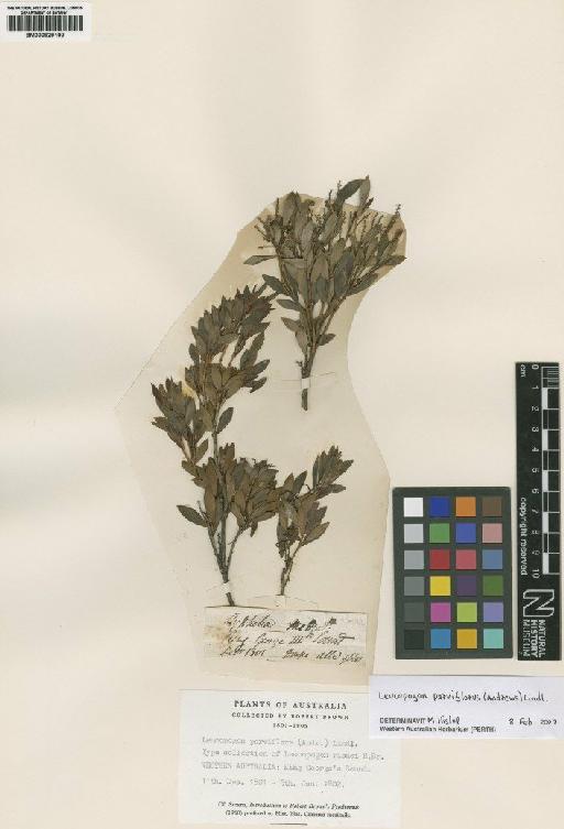 Leucopogon parviflorus (Andrews) Lindl. - BM000929100