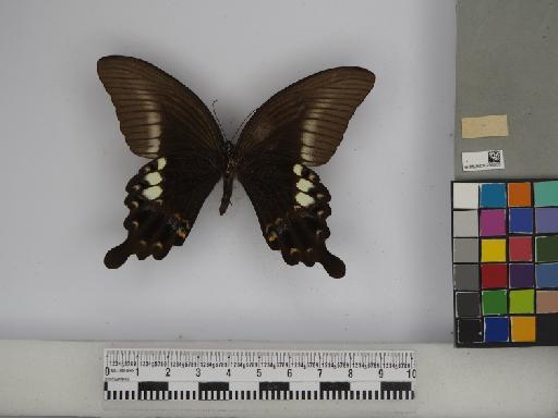 Papilio fuscus pertinax Wallace, 1865 - 010290335 Papilio fuscus