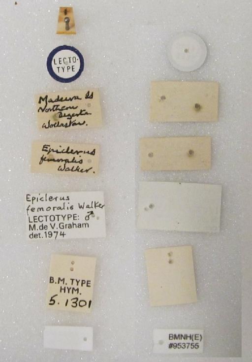Epiclerus femoralis Walker, 1872 - Epiclerus femoralis #953755 Hym Type 5.1301 labels