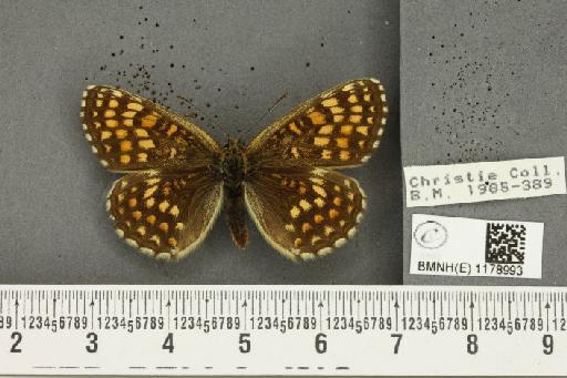 Melitaea athalia (Rottemburg, 1775) - BMNHE_1178993_56690
