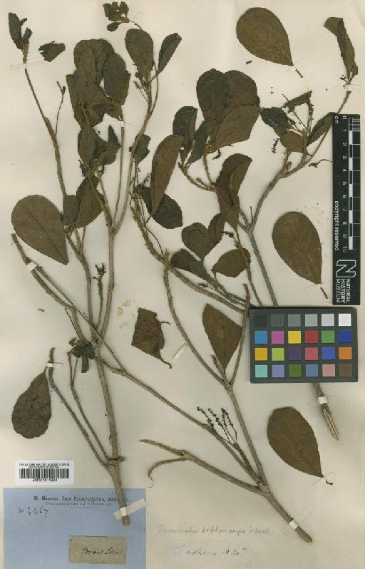 Terminalia porphyrocarpa F.Muell. ex Benth. - BM001014994