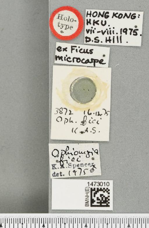 Ophiomyia fici Spencer, 1976 - BMNHE_1473010_label_47394