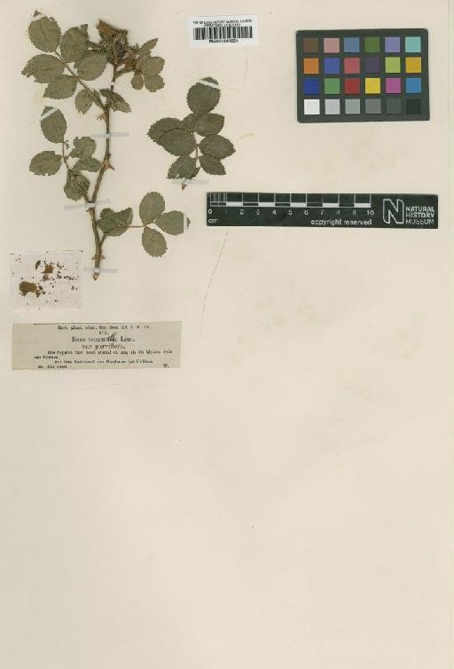 Rosa tomentella Léman - BM001041854