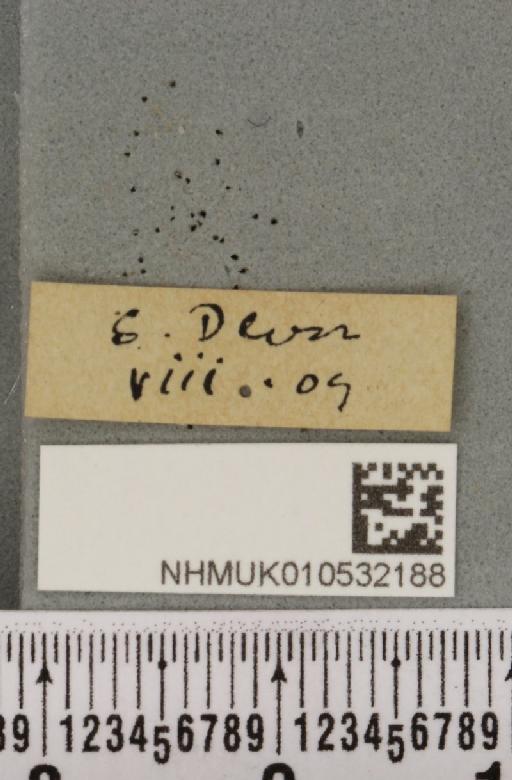 Hoplodrina ambigua (Denis & Schiffermüller, 1775) - NHMUK_010532188_label_586128