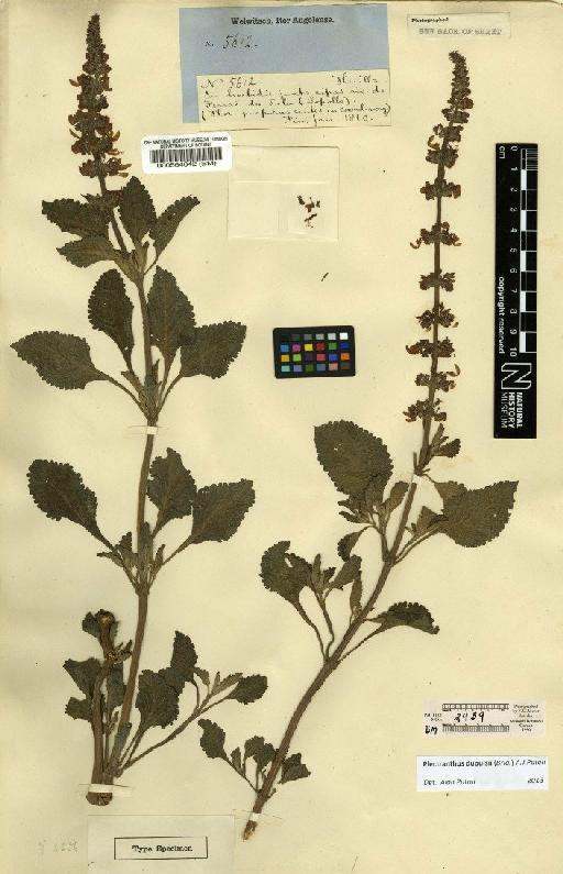 Plectranthus dupuisii (Briq.) A.J.Paton - BM000564042