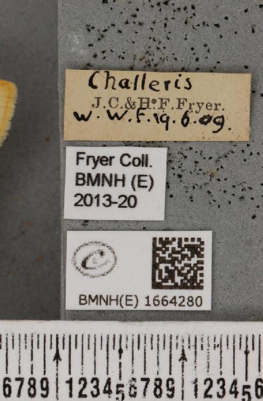 Cybosia mesomella (Linnaeus, 1758) - BMNHE_1664280_label_284811