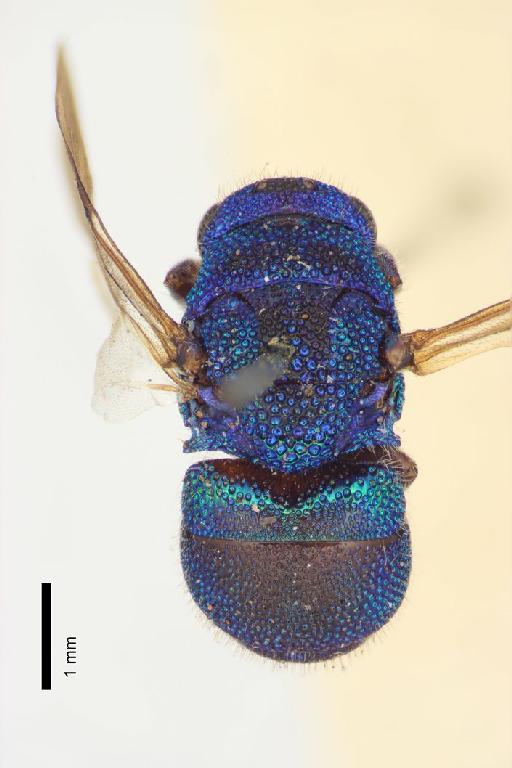 Hedychrum penultimum Edney, 1940 - Hedychrum_penultimum-BMNH(E)#970956_type-dorsal-2X