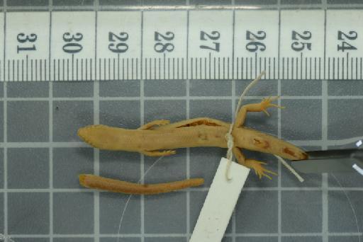 Sphenomorphus modiglianii - Image of specimen 1946.8.16.98