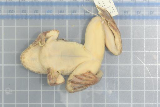 Allopaa hazarensis (Dubois and Khan, 1979) - Image of specimen 1978.795