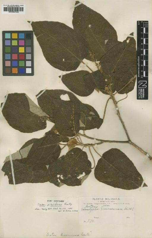 Croton piluliferus Rusby - BM000947383