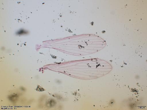 Lutzomyia (Nyssomyia) ylephiletor Fairchild & Hertig, 1952 - Lutzomyia_ylephiletor-BMNH(E)1251315_PT-male_wings-2x.tif