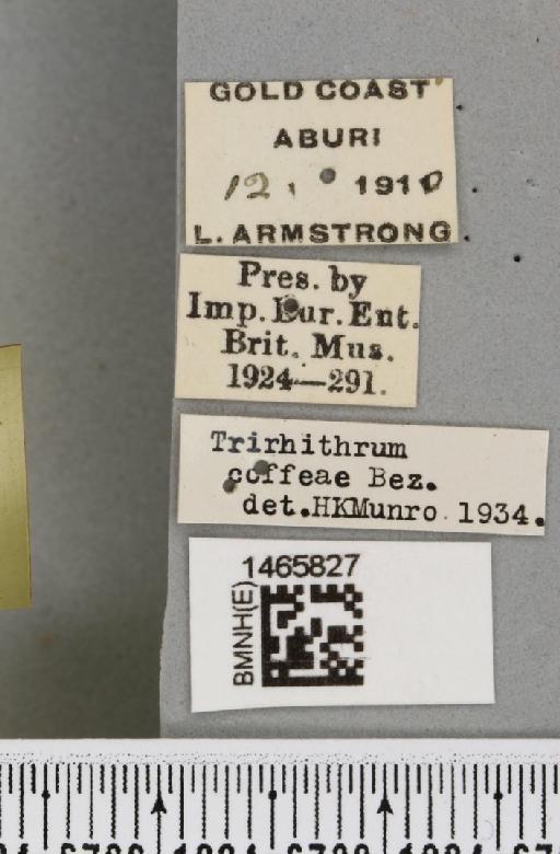 Trirhithrum coffeae Bezzi, 1918 - BMNHE_1465827_label_27104