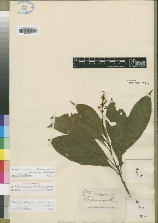 Stenandrium thompsonii Moore - BM000931155