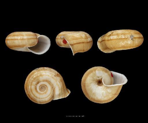 Helix molliseta subterclass Tectipleura L. Pfeiffer, 1863 - 1980077, SYNTYPE, Helix molliseta Pfeiffer, 1863