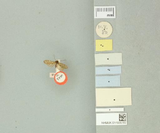 Polycentropus telifer McLachlan, 1884 - 014538765_additional