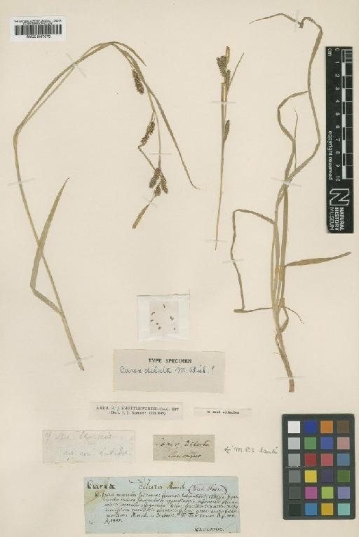 Carex diluta M.Bieb. - BM001067070