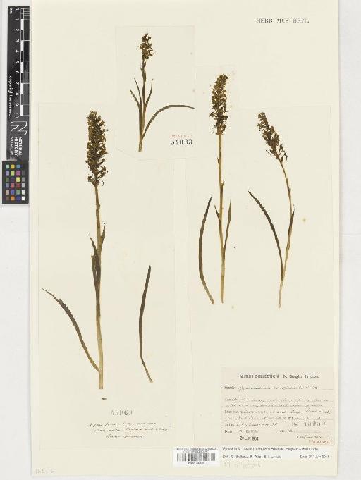 Gymnadenia borealis (Druce) R.M.Bateman, Pridgeon & M.W.Chase - BM001130299