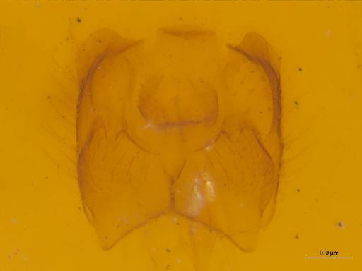 Neoplatyura biumbrata (Edwards, 1913) - Neoplatyura_biumbrata-HT_BMNH236754-MG2.jpg