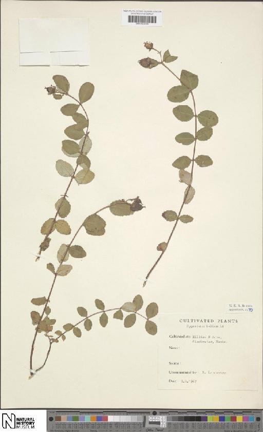 Hypericum bellum subsp. bellum - BM001202083