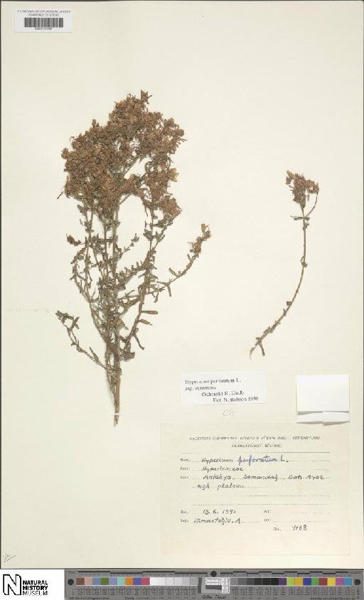 Hypericum perforatum subsp. veronense (Schrank) H.Lindb. - BM001203097