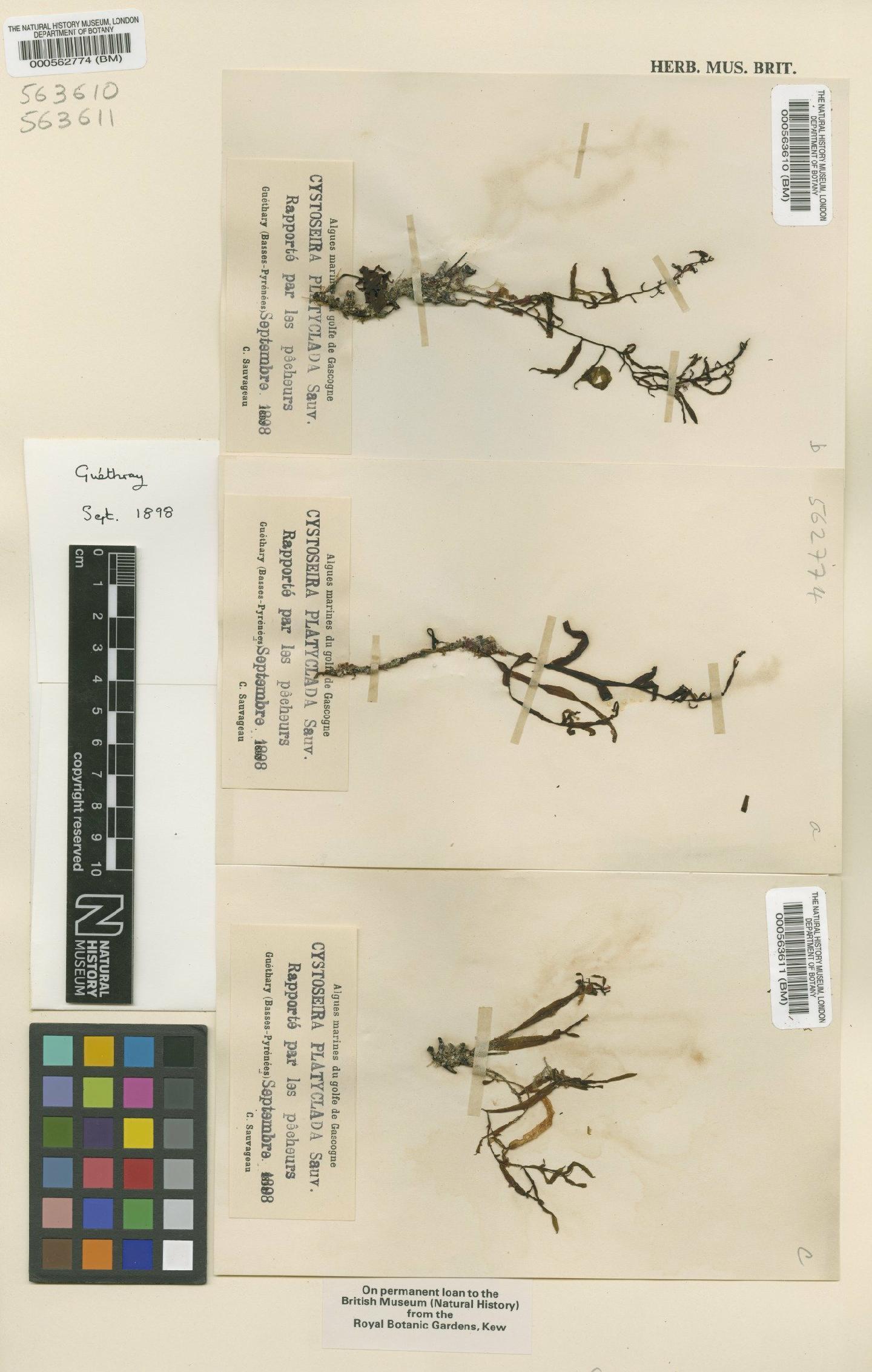 To NHMUK collection (Cystoseira platyclada Sauv.; TYPE; NHMUK:ecatalogue:4723517)