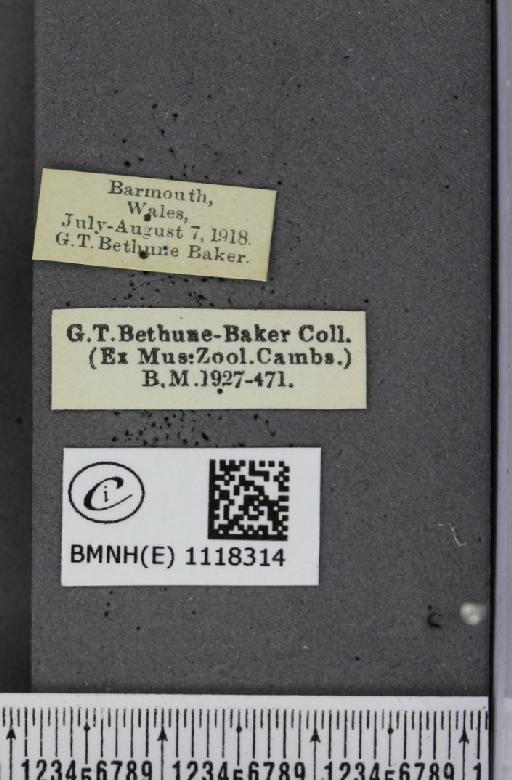 Pieris rapae rapae (Linnaeus, 1758) - BMNHE_1118314_label_75172