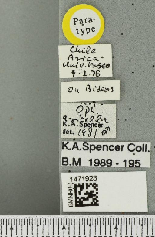 Ophiomyia aricella Spencer, 1982 - BMNHE_1471923_label_46988