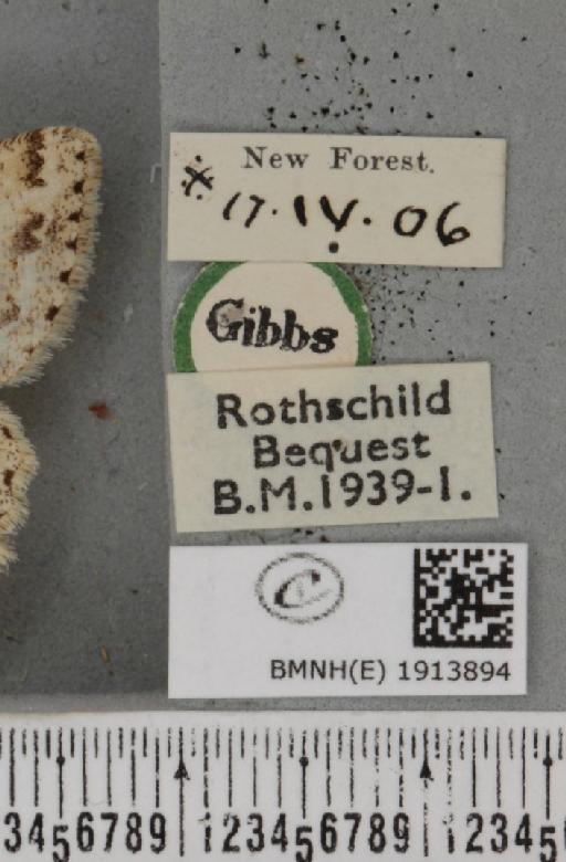 Ectropis crepuscularia (Denis & Schiffermüller, 1775) - BMNHE_1913894_label_480188