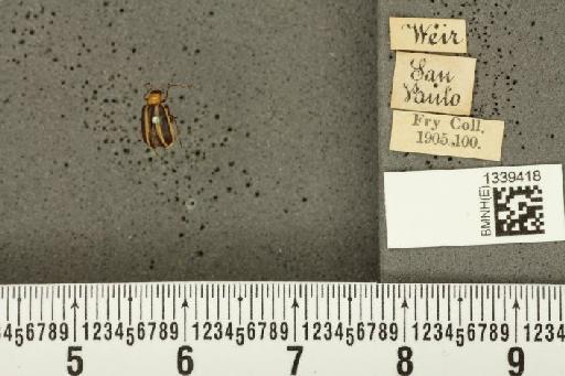 Acalymma bivittulum (Kirsch, 1883) - BMNHE_1339418_20512