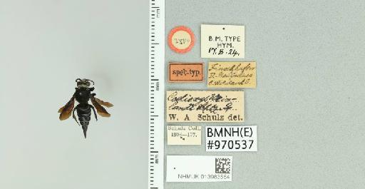 Coelioxys weinlandi Schulz, W.A., 1905 - 013983554_835848_-