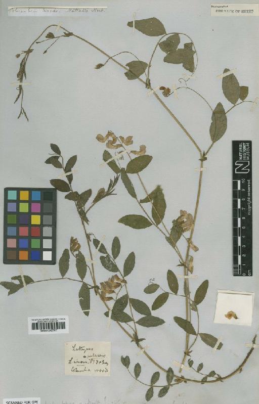 Lathyrus venosus Muhl. ex Willd. - BM001042787