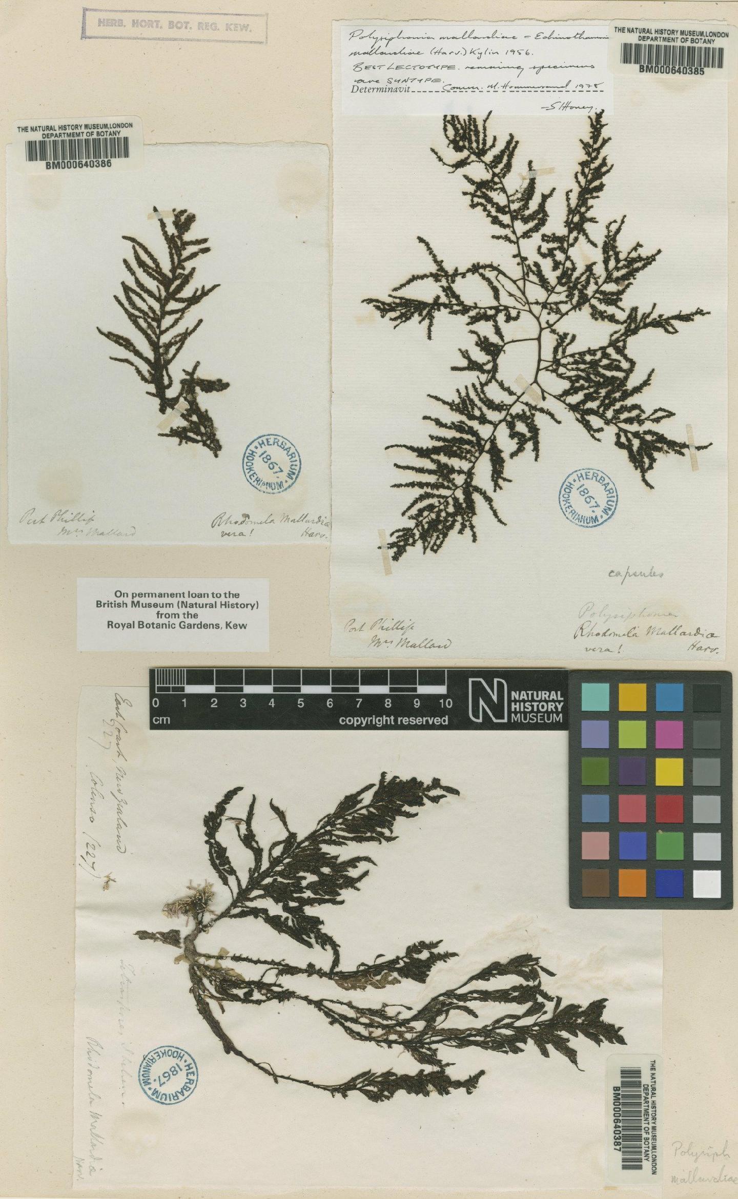 To NHMUK collection (Echinothamnion mallardiae (Harv.) Kylin ex P.C.Silva; Lectotype; NHMUK:ecatalogue:4793062)