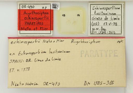 Acyrthosiphon echinospartii Nieto Nafria & Mier D, 1987 - 014763157_112427_1092604_157674_Type