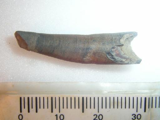 Anhangueridae Campos & Kellner, 1985 - R3221 pterosaur tooth