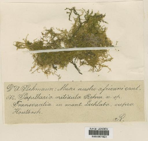 Floribundaria floribunda (Dozy & Molk.) M.Fleisch. - BM000671821