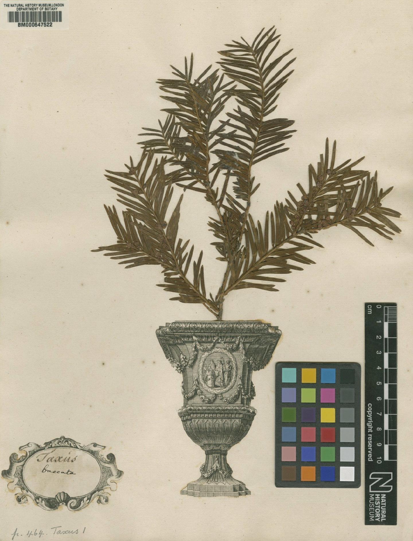 To NHMUK collection (Taxus baccata L.; Lectotype; NHMUK:ecatalogue:4704525)