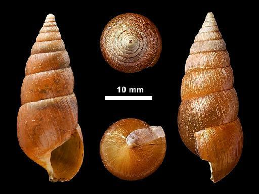 Glessula chessoni subterclass Tectipleura (Benson, 1860) - 1946.10.16.16-20, SYNTYPES, Glessula chessoni,